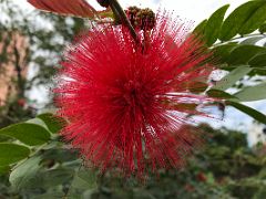 07B Calliandra emarginata (Pink Powder Puff) in Hong Kong Zoological and Botanical Gardens